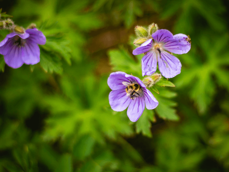 violetas